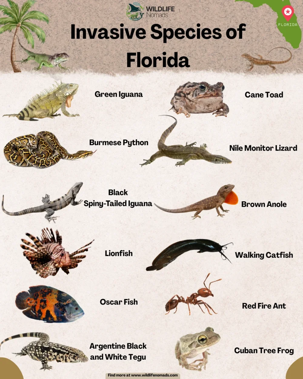 invasive-species-of-florida-quick-id-sheet-v0-9ne6qrl5k3tf1.webp