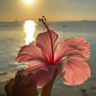 LilyB